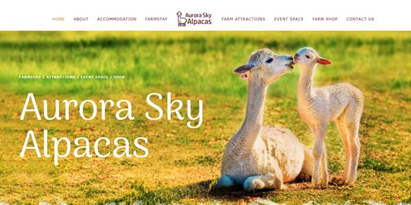 aurora sky alpacas website